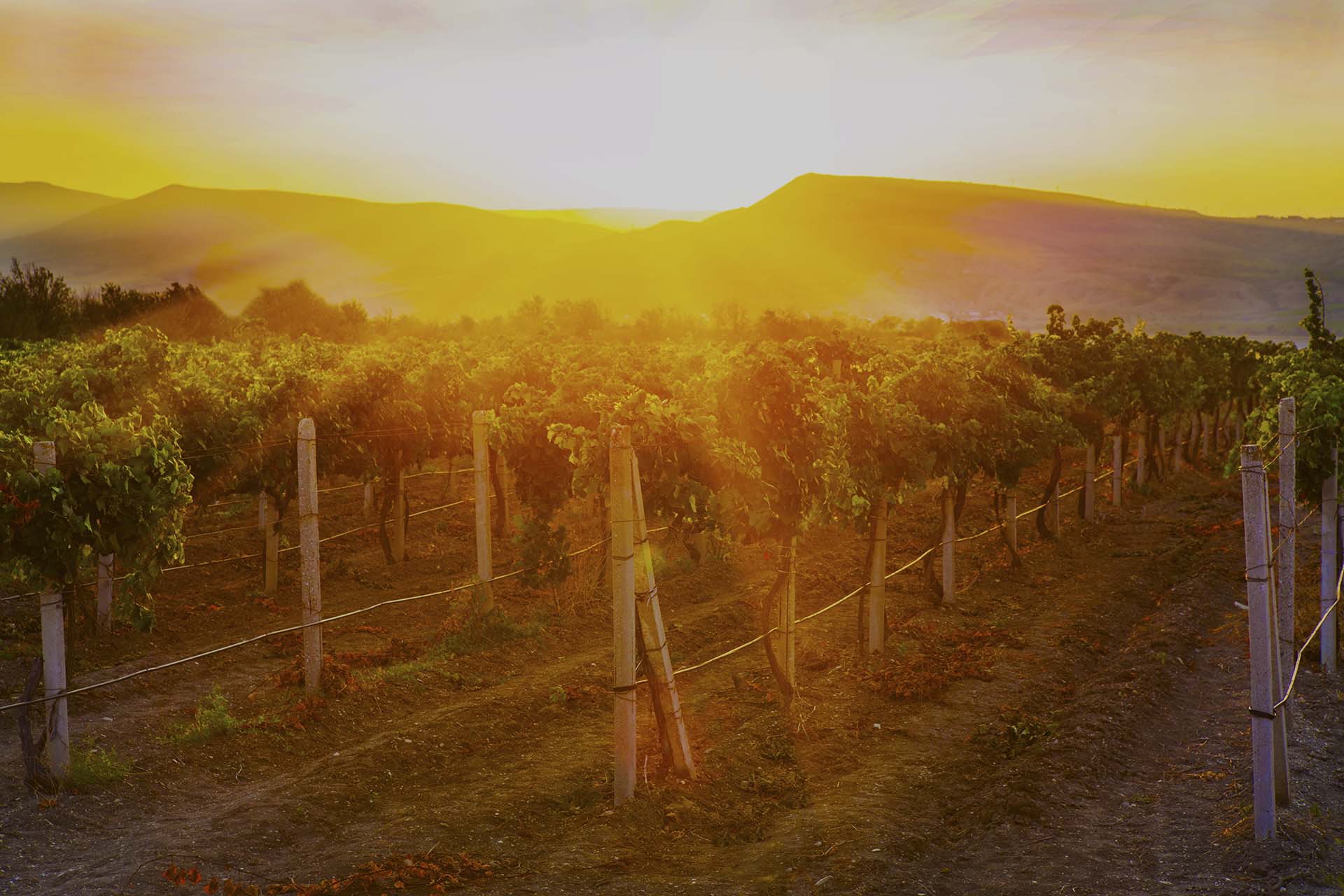 Vineyard at sunrise